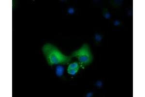 Immunofluorescence (IF) image for anti-COBW Domain Containing 1 (CBWD1) antibody (ABIN1497114) (CBWD1 antibody)