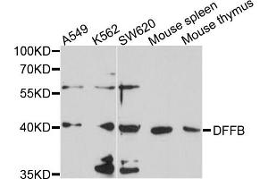 Western blot analysis of extracts of various cell lines, using DFFB antibody (ABIN4903473) at 1:1000 dilution. (DFFB antibody)