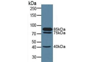 Detection of CD10 in Porcine Kidney Tissue using Polyclonal Antibody to Neprilysin (CD10) (MME antibody  (AA 382-538))