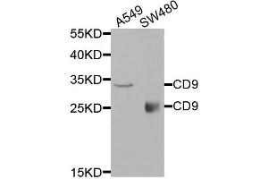 Western blot analysis of extracts of A549 and SW480 cells, using CD9 antibody. (CD9 antibody)