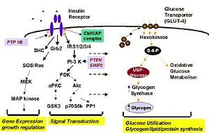 Diagram of glycogen synthase as a component of insulin signal transduction pathways. (Glycogen Synthase antibody  (pSer641))