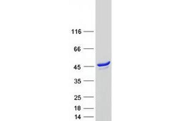 SYTL2 Protein (Transcript Variant B) (Myc-DYKDDDDK Tag)