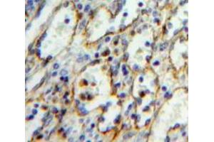 IHC-P analysis of Spleen tissue, with DAB staining. (ICAM2 antibody  (AA 27-248))