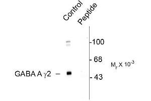 Western blots of rat cortex showing specific immunolabeling of the ~45k GABAA gamma2 protein phosphorylated at Ser327 (control). (GABRG2 antibody  (pSer327))