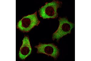 Fluorescent image of A549 cell stained with YBX1 Antibody . (YBX1 antibody  (AA 149-178))