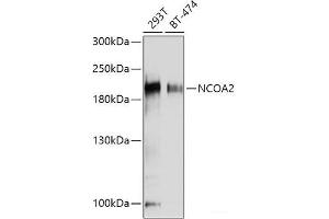 Western blot analysis of extracts of various cell lines using NCOA2 Polyclonal Antibody at dilution of 1:1000. (NCOA2 antibody)