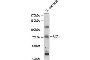 Western blot analysis of extracts of mouse testis, using FSIP1 antibody (ABIN7267199) at 1:1000 dilution. (FSIP1 antibody  (AA 1-260))