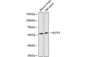 RUFY3 antibody