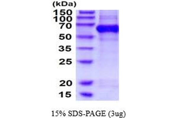 AER61 Protein (AA 20-527) (His tag)