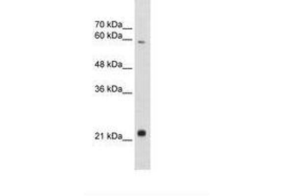 RBPJL antibody  (AA 110-159)