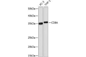 Western blot analysis of extracts of various cell lines, using CD8A Rabbit mAb (ABIN1512846, ABIN3021030, ABIN3021031 and ABIN7101333) at 1:1000 dilution. (CD8 alpha antibody)