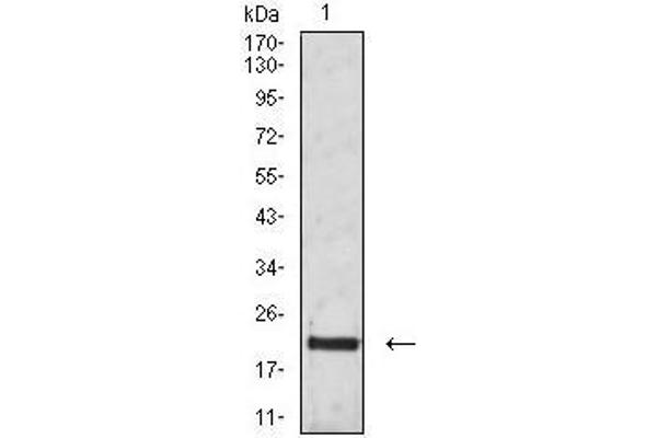 CD3G antibody  (AA 23-116)