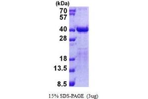 SDS-PAGE (SDS) image for Transcription Elongation Factor A2 (TCEA2) (AA 1-299) protein (His tag) (ABIN5853007) (TCEA2 Protein (AA 1-299) (His tag))