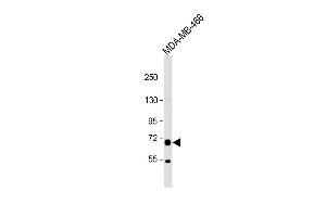 Western Blotting (WB) image for anti-Proline Dehydrogenase (Oxidase) 1 (PRODH) (AA 130-155) antibody (ABIN1881685)