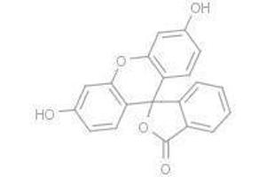 Fluorescein (Fluorescein)