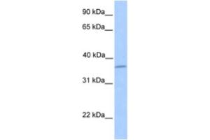 Western Blotting (WB) image for anti-Layilin (LAYN) antibody (ABIN2463558) (Layilin antibody)