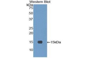 Western Blotting (WB) image for anti-Neurogenin 3 (NEUROG3) (AA 93-214) antibody (ABIN1859989) (Neurogenin 3 antibody  (AA 93-214))