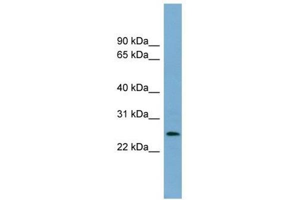 LIN37 antibody