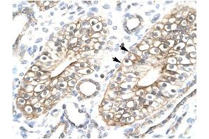 FLJ11730 antibody was used for immunohistochemistry at a concentration of 4-8 ug/ml to stain Epithelial cells of collecting tubule (lndicated with Arrows) in Human Kidney. (FLJ11730 (N-Term) antibody)