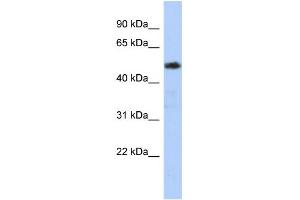 WB Suggested Anti-ZNF498 Antibody Titration:  0. (Zinc Finger and SCAN Domain Containing 25 (ZSCAN25) (N-Term) antibody)