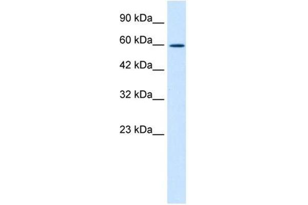 ZNF12 antibody  (N-Term)