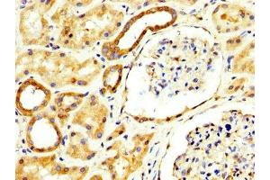 IHC image of ABIN7167891 diluted at 1:300 and staining in paraffin-embedded human kidney tissue performed on a Leica BondTM system. (RECK antibody  (AA 23-212))