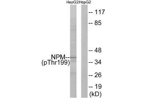 Western Blotting (WB) image for anti-Nucleophosmin (Nucleolar phosphoprotein B23, Numatrin) (NPM1) (pThr199) antibody (ABIN1847321) (NPM1 antibody  (pThr199))