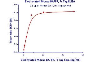 Immobilized Human BAFF, Fc Tag  with a linear range of 0. (TNFRSF13C Protein (AA 10-71) (Fc Tag,AVI tag,Biotin))