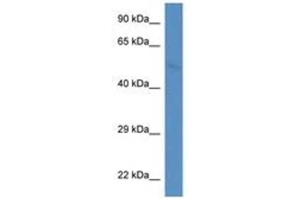 WASF2 antibody  (AA 146-195)