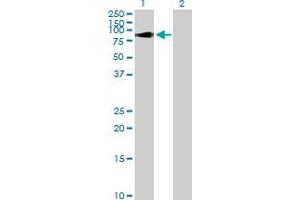 Western Blot analysis of SP100 expression in transfected 293T cell line by SP100 MaxPab polyclonal antibody. (SP100 antibody  (AA 1-480))