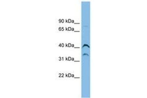 ASB7 antibody  (AA 215-264)
