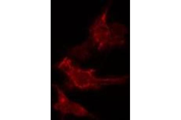 SFRS2B antibody  (Internal Region)