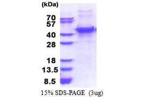 SDS-PAGE (SDS) image for Matrix Metallopeptidase 13 (Collagenase 3) (MMP13) (AA 104-471) protein (His tag) (ABIN6387374) (MMP13 Protein (AA 104-471) (His tag))