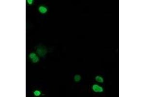 Image no. 1 for anti-Chromosome 20 Open Reading Frame 43 (C20orf43) antibody (ABIN1497039) (C20orf43 antibody)