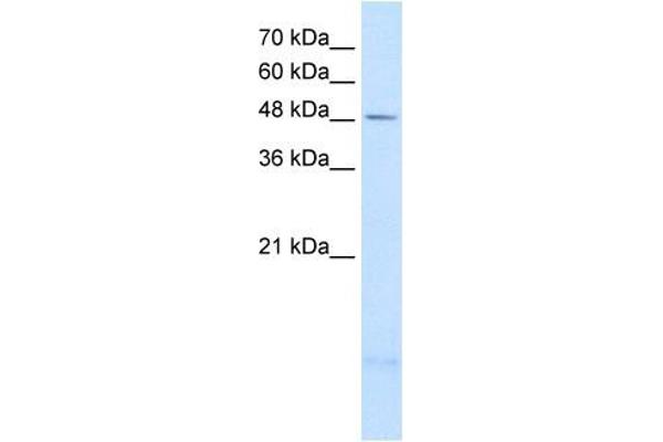 PSD3 antibody  (Middle Region)