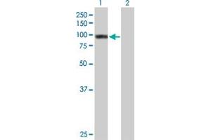 Western Blot analysis of TNIP1 expression in transfected 293T cell line by TNIP1 MaxPab polyclonal antibody. (TNIP1 antibody  (AA 1-636))
