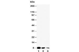 Western blot testing of EGF antibody and Lane 1:  recombinant mouse protein 10ng (EGF antibody  (C-Term))