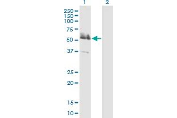 LRRFIP2 anticorps  (AA 1-400)