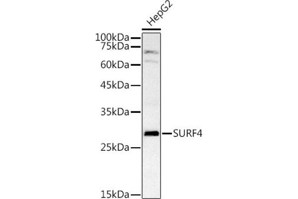 Surfeit 4 antibody  (AA 50-150)