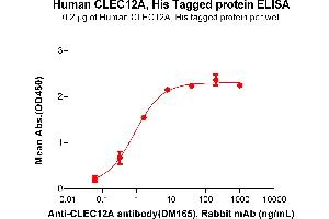 ELISA plate pre-coated by 2 μg/mL (100 μL/well)Human CA Protein, His Tag (ABIN6964075, ABIN7042405 and ABIN7042406) can bind Anti-CA antibody(DM165), Rabbit mAb in a linear range of 0. (CLEC12A Protein (AA 65-265) (His tag))