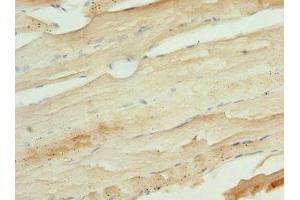 Immunohistochemistry of paraffin-embedded human skeletal muscle tissue using ABIN7174388 at dilution of 1:100 (UFD1L antibody  (AA 1-307))