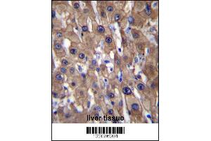 MAT1A Antibody immunohistochemistry analysis in formalin fixed and paraffin embedded human liver tissue followed by peroxidase conjugation of the secondary antibody and DAB staining. (MAT1A antibody  (N-Term))