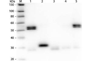 Western Blot of Anti-Rat IgG (H&L) (GOAT) Antibody (Min X Human Serum Proteins) . (Goat anti-Rat IgG (Heavy & Light Chain) Antibody (FITC) - Preadsorbed)