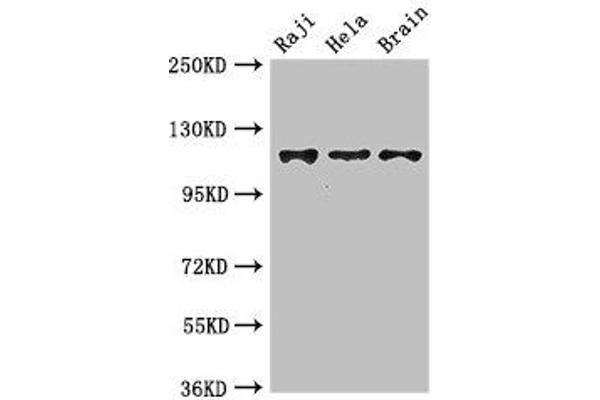 KIF11 antibody  (AA 920-1038)