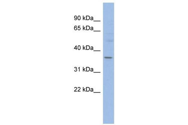 HMGCLL1 antibody  (N-Term)