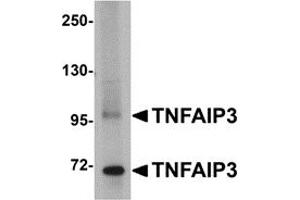 Western Blotting (WB) image for anti-Tumor Necrosis Factor, alpha-Induced Protein 3 (TNFAIP3) (C-Term) antibody (ABIN1030759) (TNFAIP3 antibody  (C-Term))