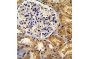 PEAR1 antibody  (C-Term)