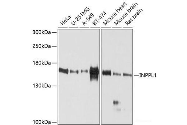 INPPL1 antibody