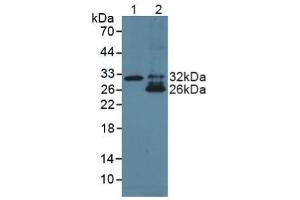 Western blot analysis of (1) Human Liver Tissue and (2) Human Lung Tissue. (TNFSF15 antibody  (AA 67-251))