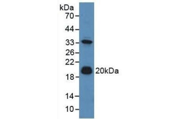 Adrenomedullin antibody  (AA 24-171)